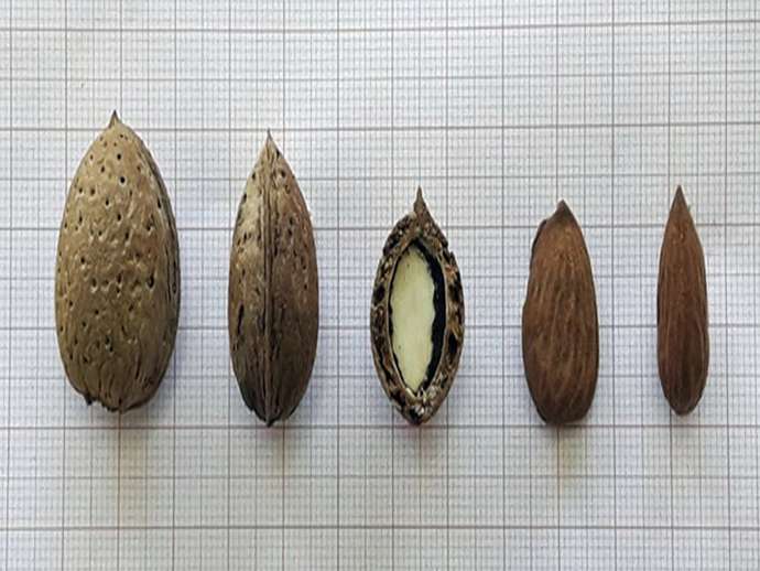 Ποικιλίες αμυγδαλιάς